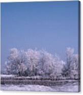 Winter Ice Tree Canvas Print