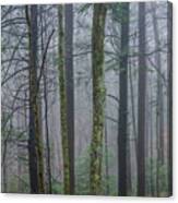 Winter Mist In The Forest Canvas Print