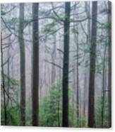 Winter Mist In The Woods Canvas Print