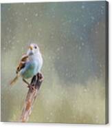 Winter Sparrow Canvas Print