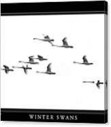 Winter Swans Canvas Print