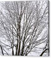Winter Tree    Poster Canvas Print