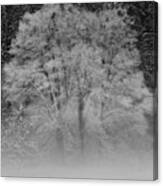 Winter Tree In Yosemite Valley Canvas Print