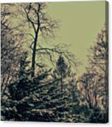 Winter Trees Canvas Print