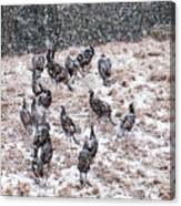 Winter Turkeys Canvas Print