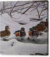 Winter Wood Ducks Canvas Print