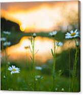 Wisconsin Daisies At Sunset Canvas Print