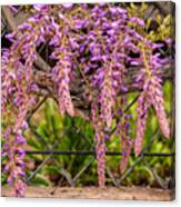 Wisteria Blooming Canvas Print