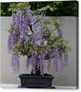 Wisteria Bonsai Canvas Print