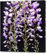 Wisteria Canvas Print