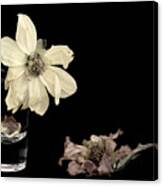 Wither Dahlia Flowers On A Black Background Canvas Print