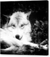 Wolf Grin Canvas Print