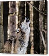 Wolf Howling Canvas Print