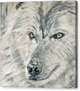 Wolf In Charcoal Canvas Print