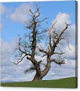 Wonky Tree Canvas Print