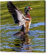 Wood Duck Flapping Canvas Print