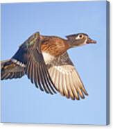 Wood Duck Hen In Flight Canvas Print