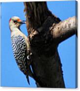 Woodpecker Feeding Canvas Print