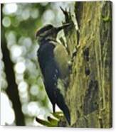 Woodpecker In The Forest Canvas Print