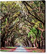 Wormsloe Plantation Oaks Canvas Print