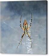 Writing Spider Canvas Print