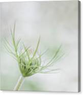 Queen Annes Lace Or Wild Carrot Canvas Print
