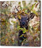Yearling Elk Peeking Through Brush Canvas Print