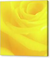 Yello Rose Canvas Print