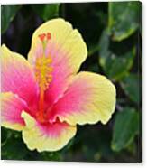 Yellow And Pink Hibiscus 1 Canvas Print