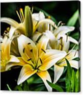 Yellow And White Lilys Canvas Print
