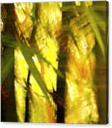 Yellow Bamboo Canvas Print