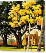 Yellow Birches Canvas Print