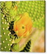 Yellow Cactus Flower Canvas Print