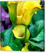 Yellow Calla Lilies Canvas Print