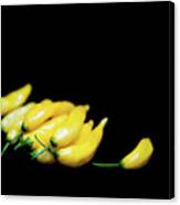 Yellow Chillies On A Black Background Canvas Print