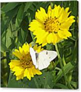 Yellow Cow Pen Daisies With White Butterfly Canvas Print