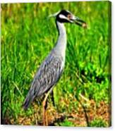 Yellow Crested Night Heron Catches A Fiddler Crab Canvas Print
