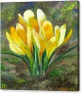 Yellow Crocus Canvas Print