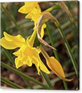 Yellow Daffodils In The Springtime Sunshine Canvas Print