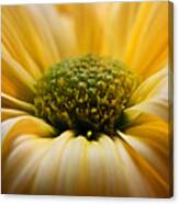 Yellow Daisy Canvas Print