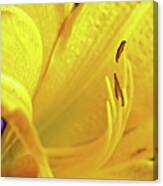 Yellow Day Lily Canvas Print
