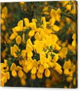Yellow Flowers - 3 Canvas Print