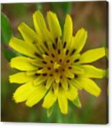 Yellow Goatsbeard Canvas Print