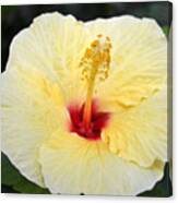 Yellow Red Hibiscus Canvas Print