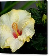 Yellow Hibiscus Canvas Print