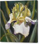 Yellow Iris Canvas Print