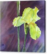 Yellow Iris Canvas Print