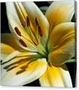 Yellow Lily Canvas Print