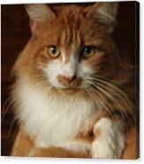 Maine Coon Cat With Yellow Eyes Canvas Print