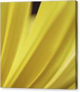 Yellow Mum Petals #9 Canvas Print